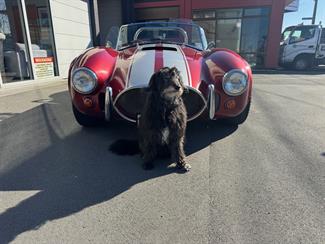 2009 Shelby Cobra - Thumbnail