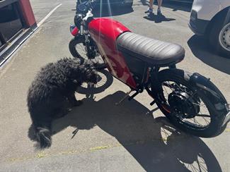2023 FTN MOTION STREETDOG 50 - Thumbnail
